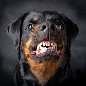 Contact an Austin Dog Bite Lawyer if you have been attacked or bitten by a dog.